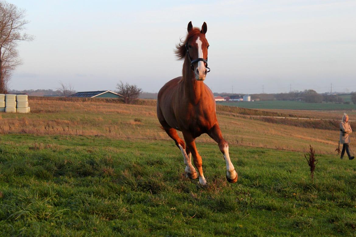 Tuigpaard Artiest H. - November 2013 billede 10