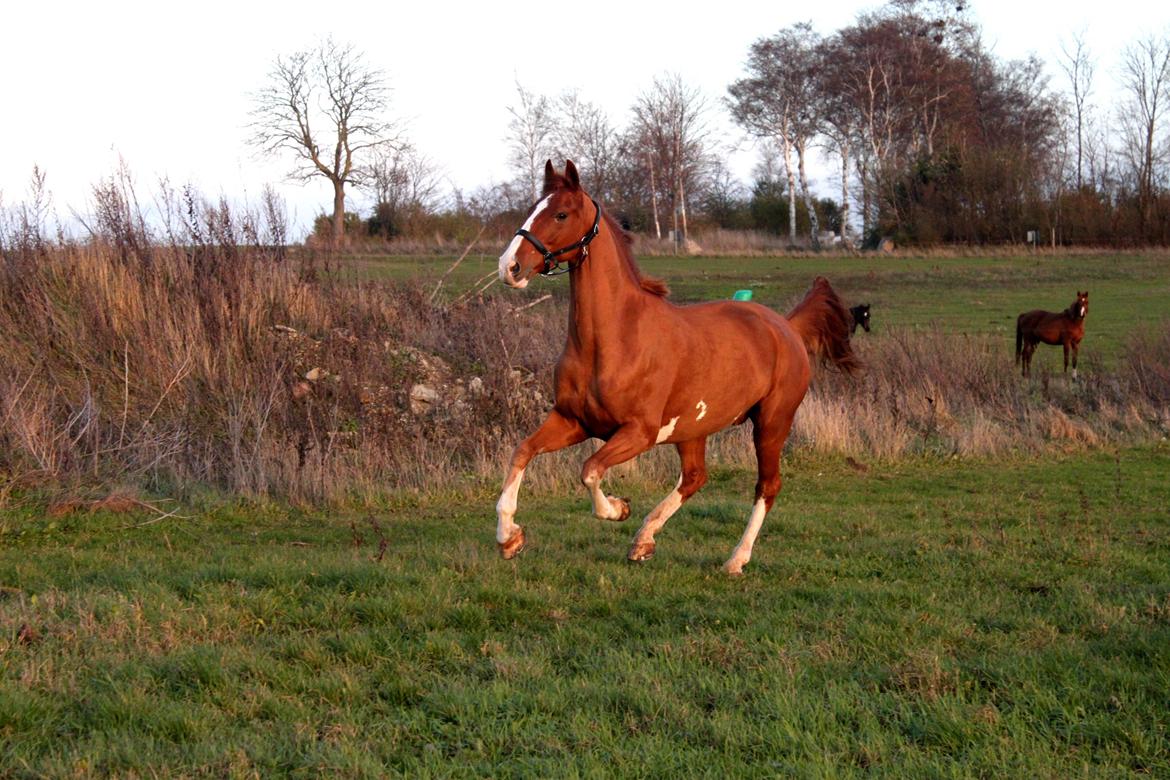 Tuigpaard Artiest H. - November 2013 billede 7