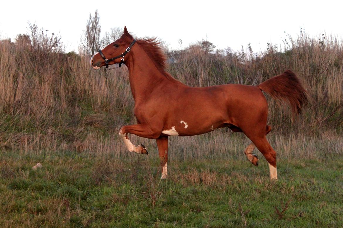 Tuigpaard Artiest H. - November 2013 billede 8