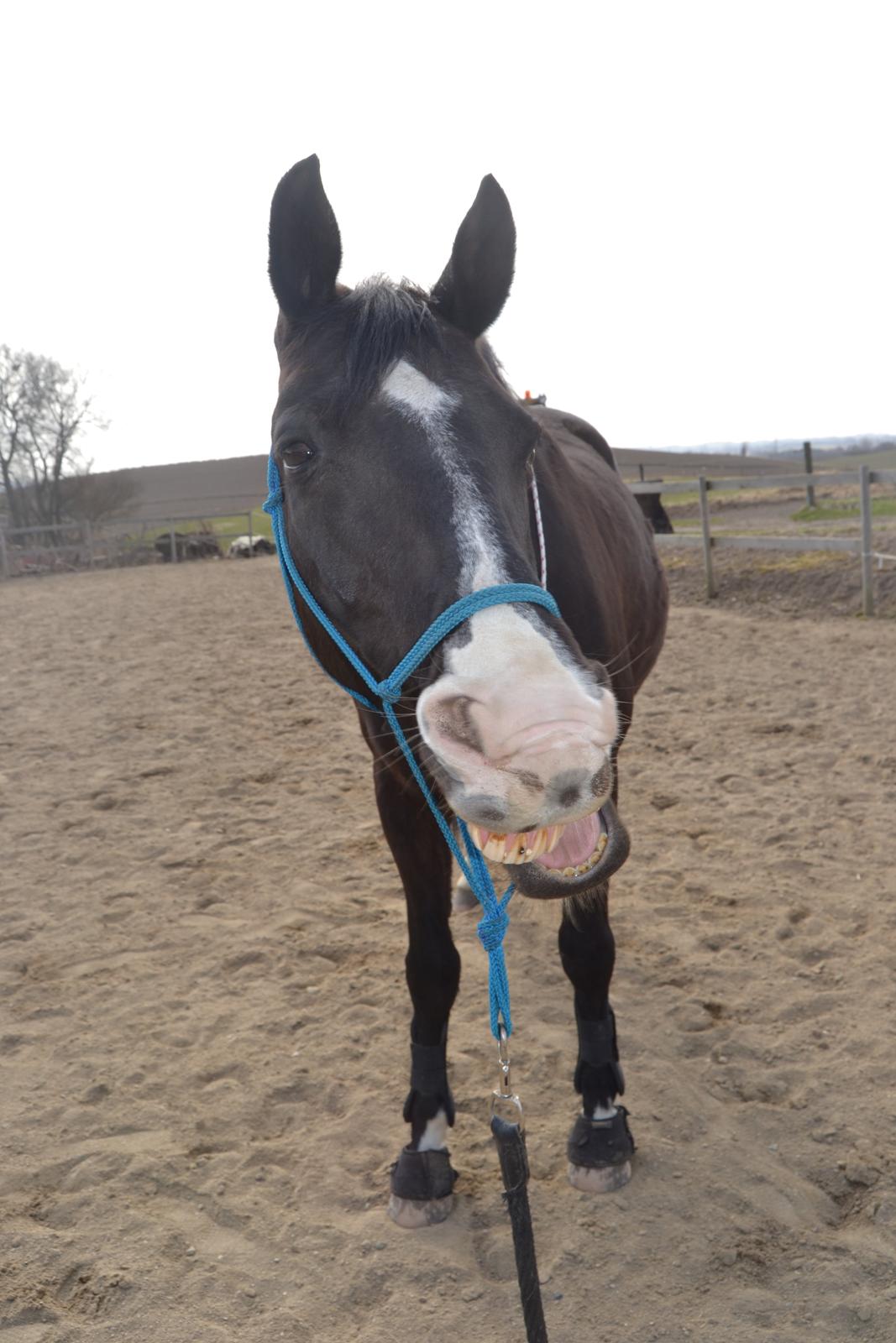 Holstener Le Mans *Stjernehesten* <3 'Min dreng' <3 - Model altså!  :P<3 billede 18