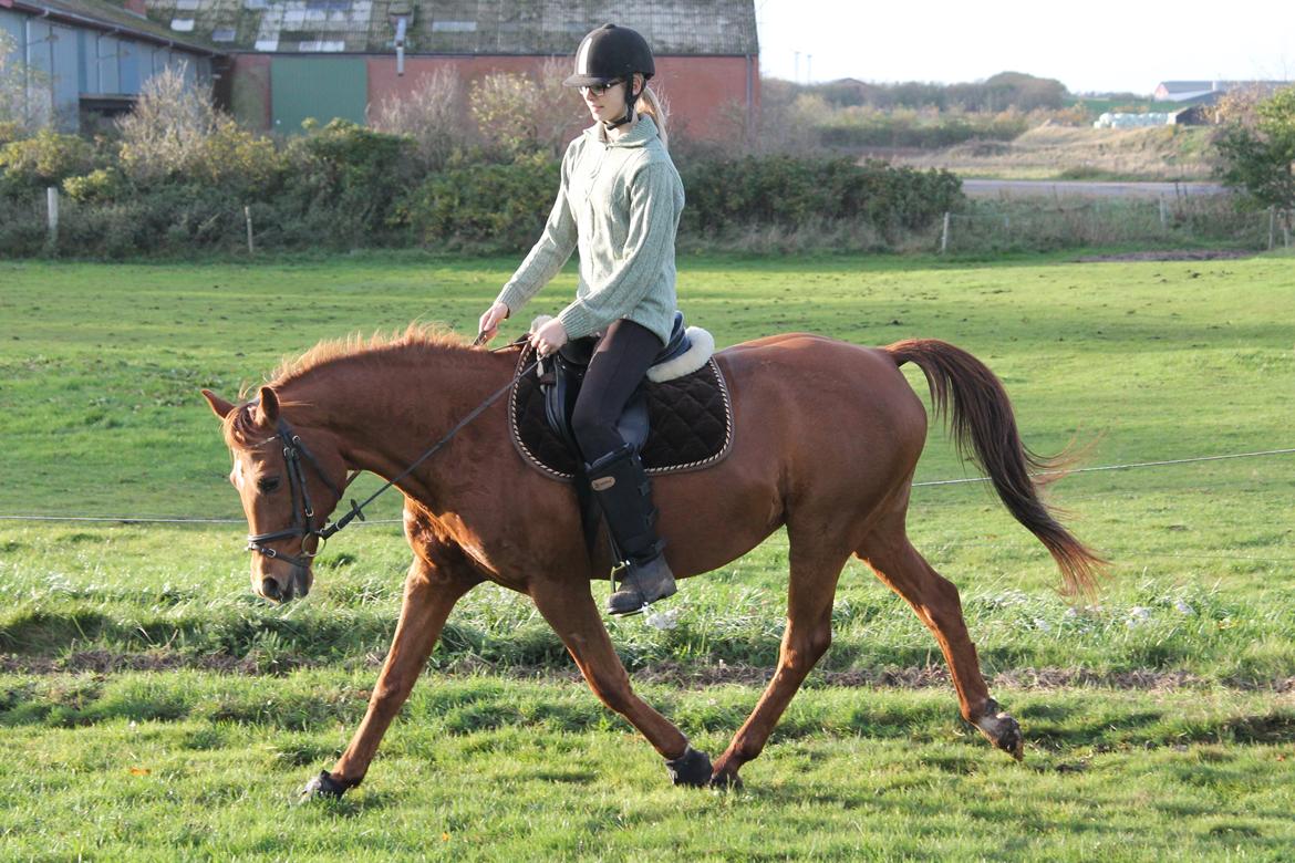 Welsh Partbred (Sec F) Waardhoeve's Ilona *Maggie* billede 12