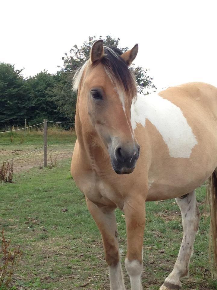 Hollandsk Sportspony Capello ivo - you can't see the future with tears in your eyes billede 16