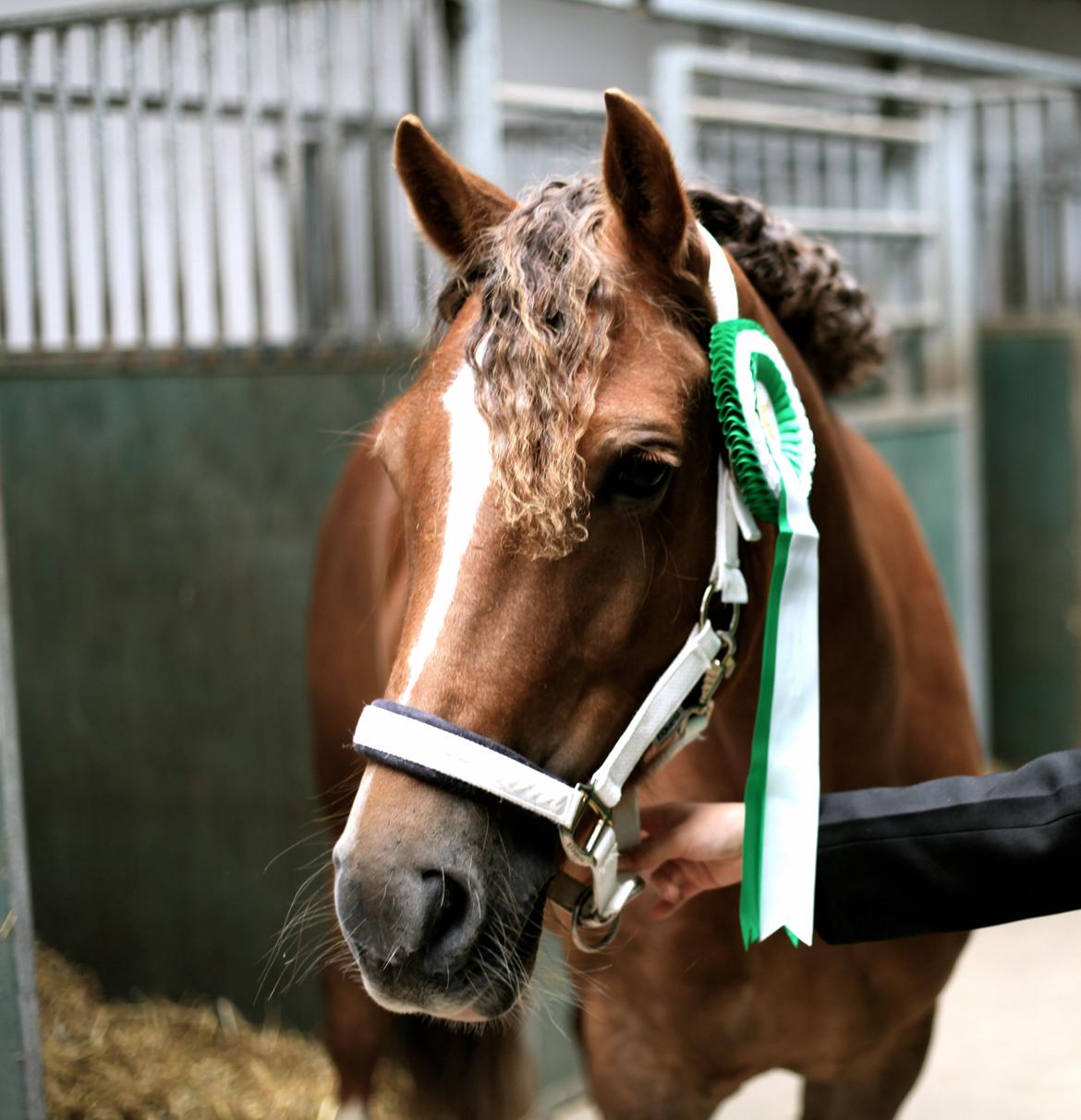 Welsh Cob (sec D) Fronerthig Red Hot Chilli - Den smukkeste af dem alle <3 billede 13
