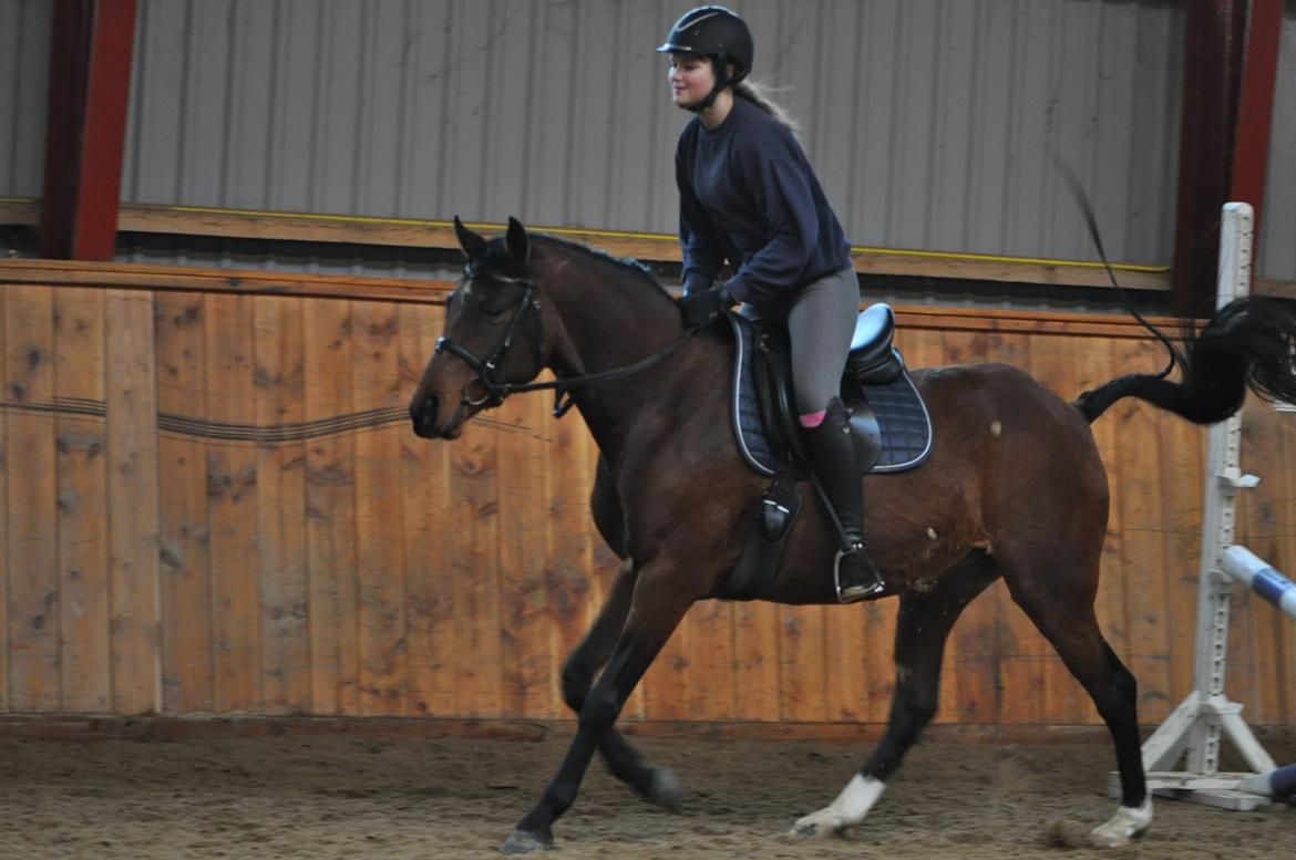 DSP Vasehøjs Zahrina - Glad lille pony :) billede 6