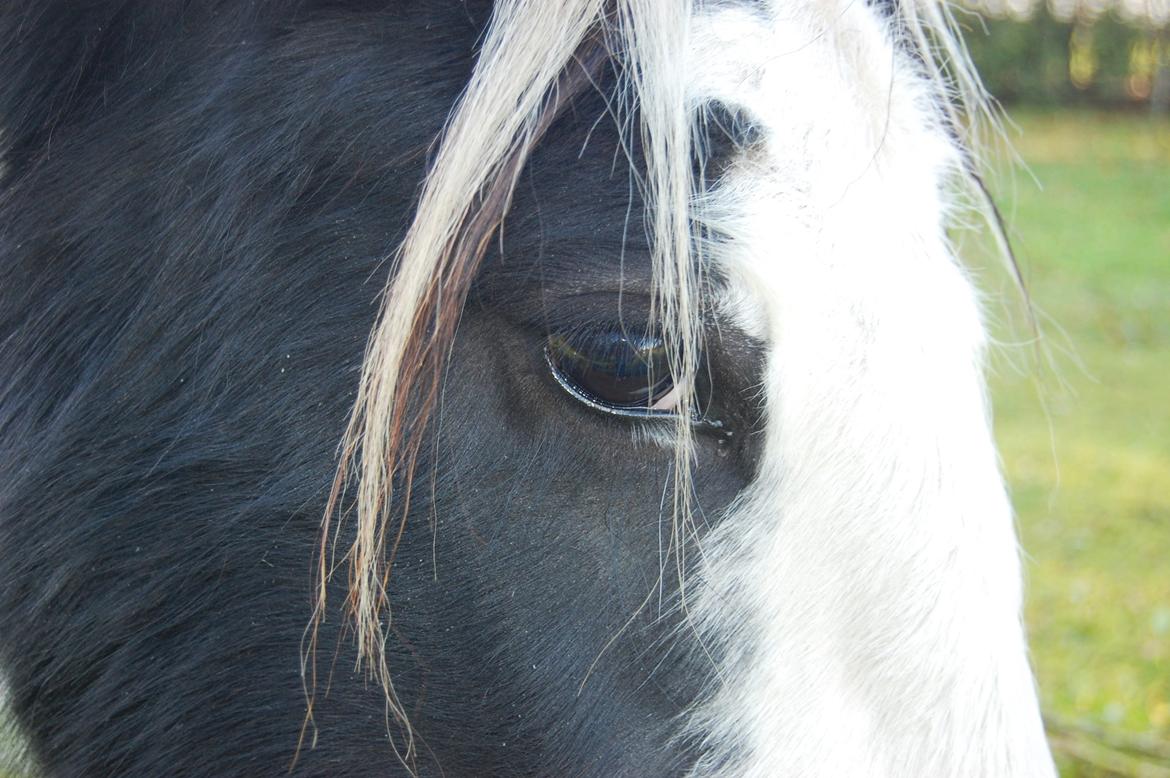 Tinker Hauge's Aileen [Ko] - 3 år billede 16