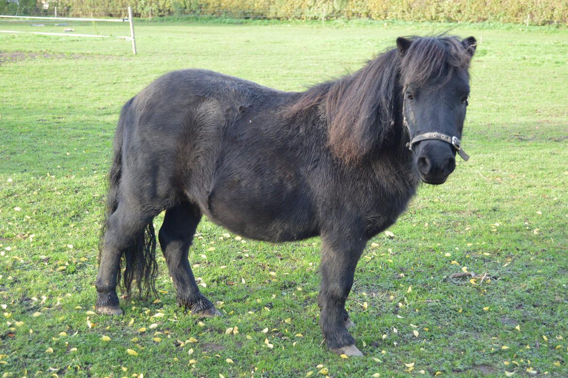 Shetlænder Loke billede 16