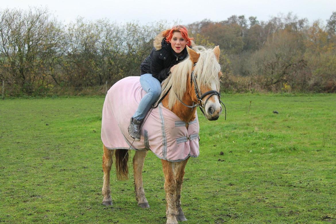 Tyroler Haflinger Tessa billede 9