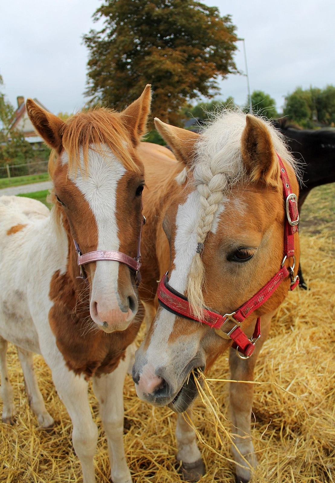 Tyroler Haflinger Tessa billede 14