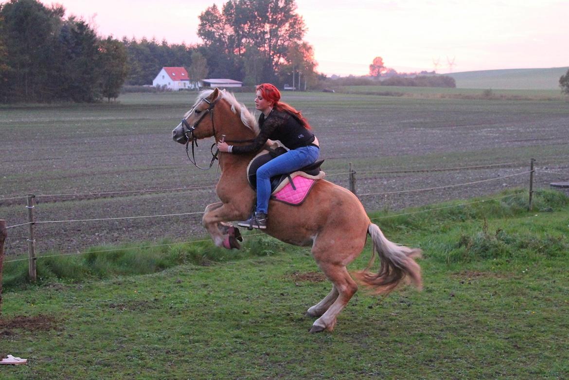 Tyroler Haflinger Tessa - hun er bare så dygtig billede 10