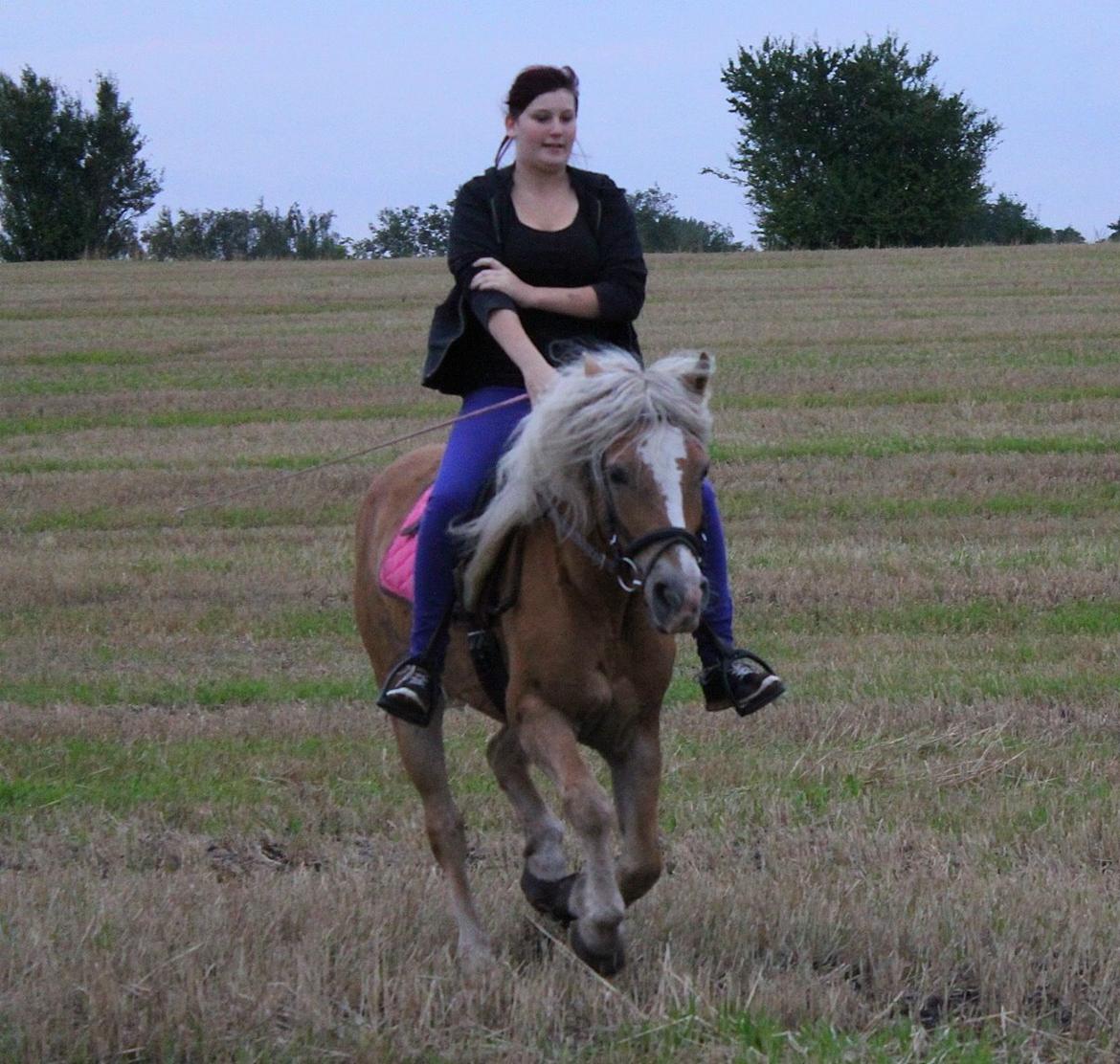 Tyroler Haflinger Tessa billede 7