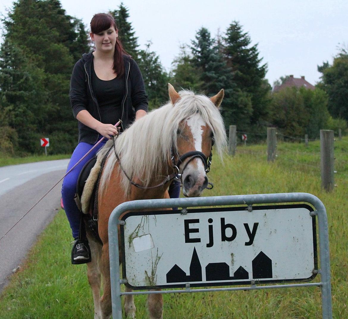 Tyroler Haflinger Tessa billede 8