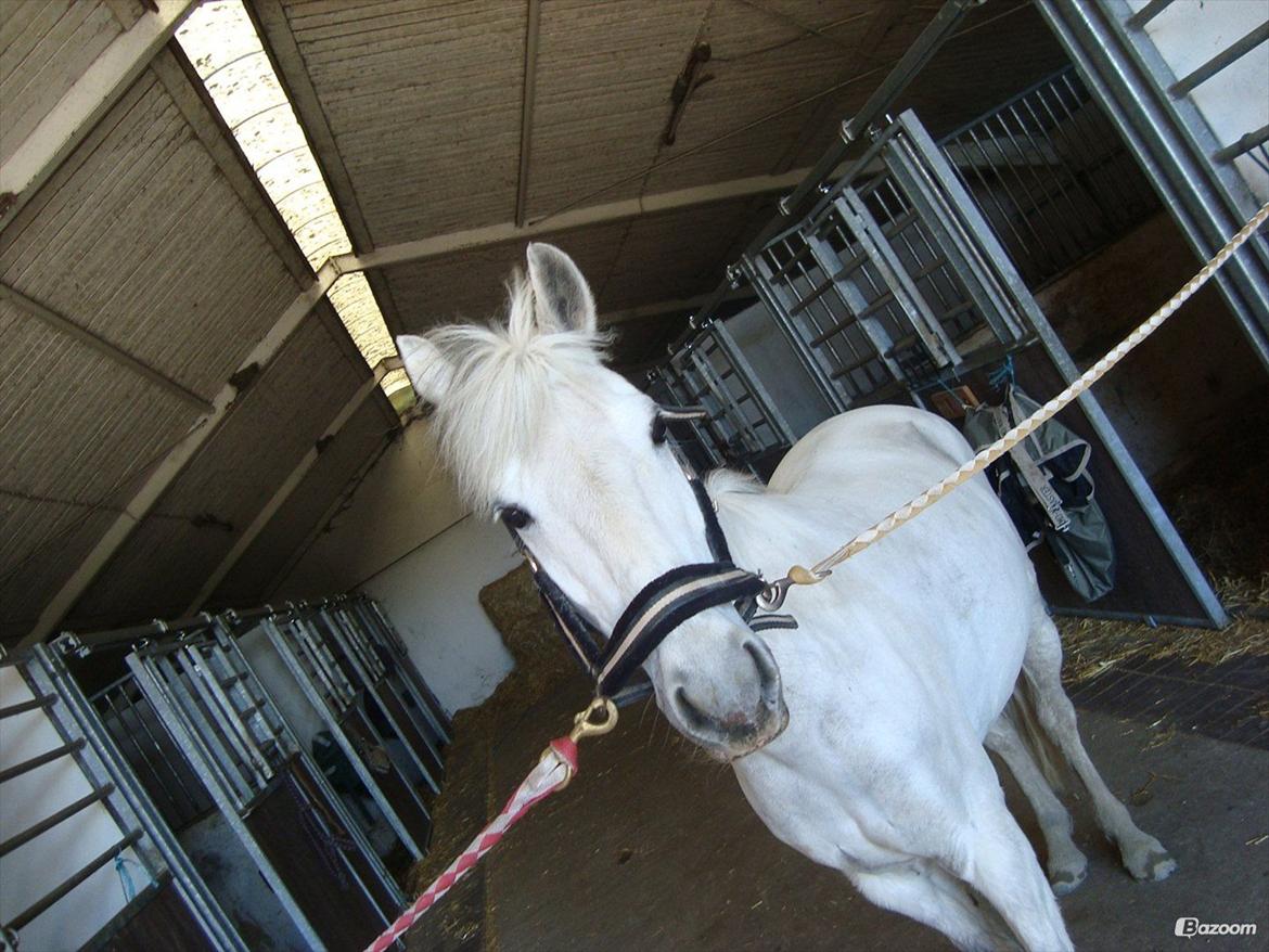 Anden særlig race Ullive billede 2