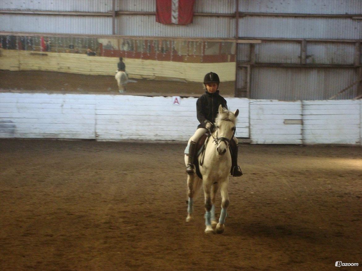 Anden særlig race Ullive - Dressur stævne:-) <3 billede 3