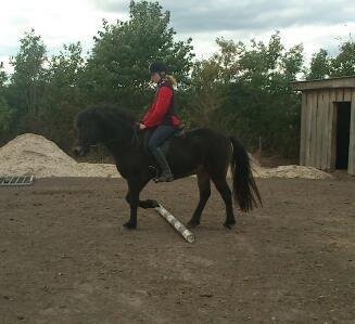 Islænder Kolfaxi fra Midtgaard billede 21