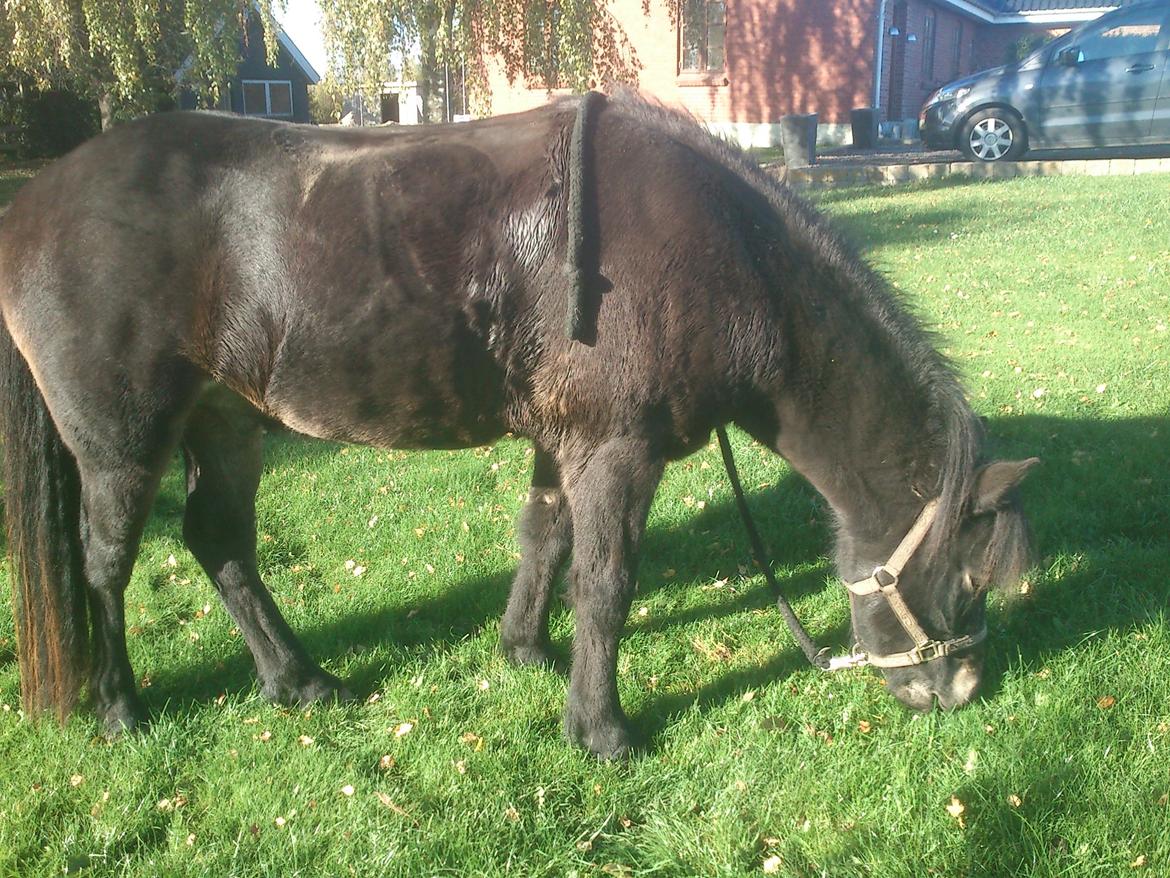 Islænder Kolfaxi fra Midtgaard billede 22