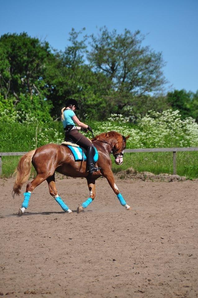 Dansk Varmblod Spanggaards De Fascinacion billede 10