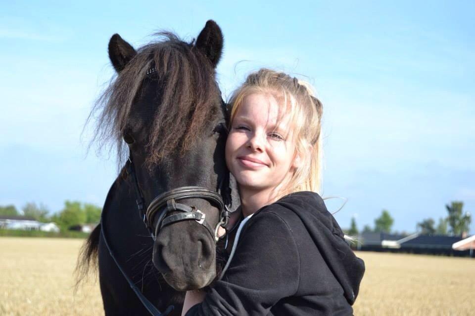 Shetlænder Harley billede 18