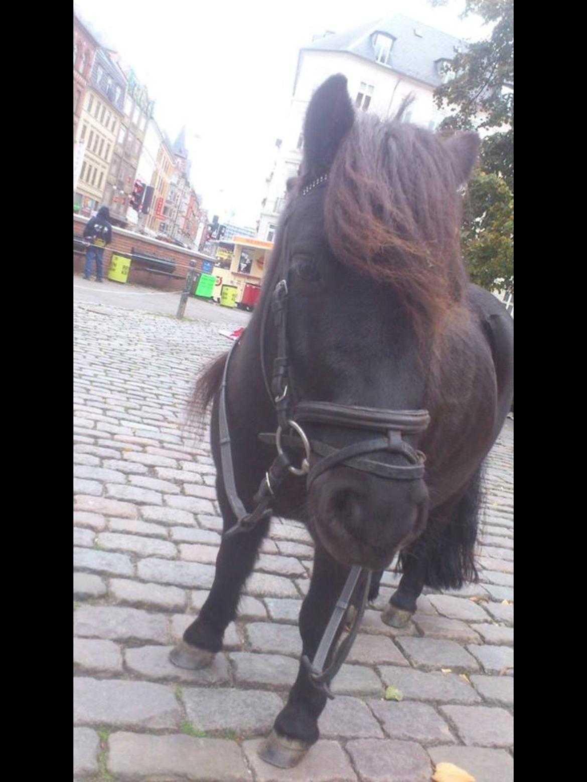 Shetlænder Harley - Vesterbro 2014 billede 19