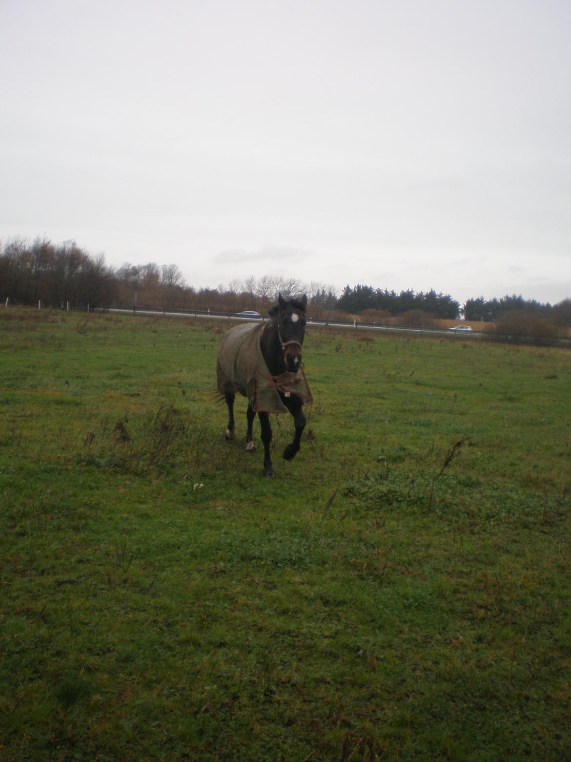 Traver Charlie Boom Boom ( hesten man kan gøre alt ved) - 
taget d. 09-11-13 billede 8