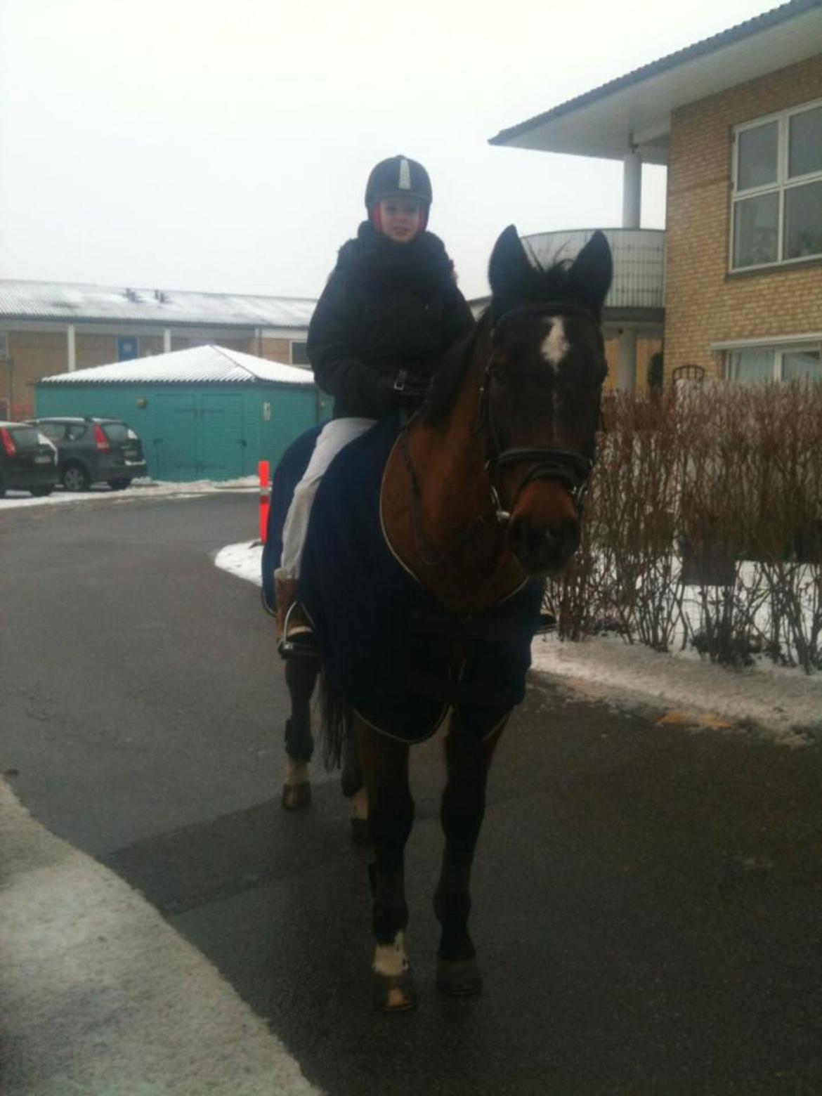 Trakehner Leonhard ( bamse ) billede 19
