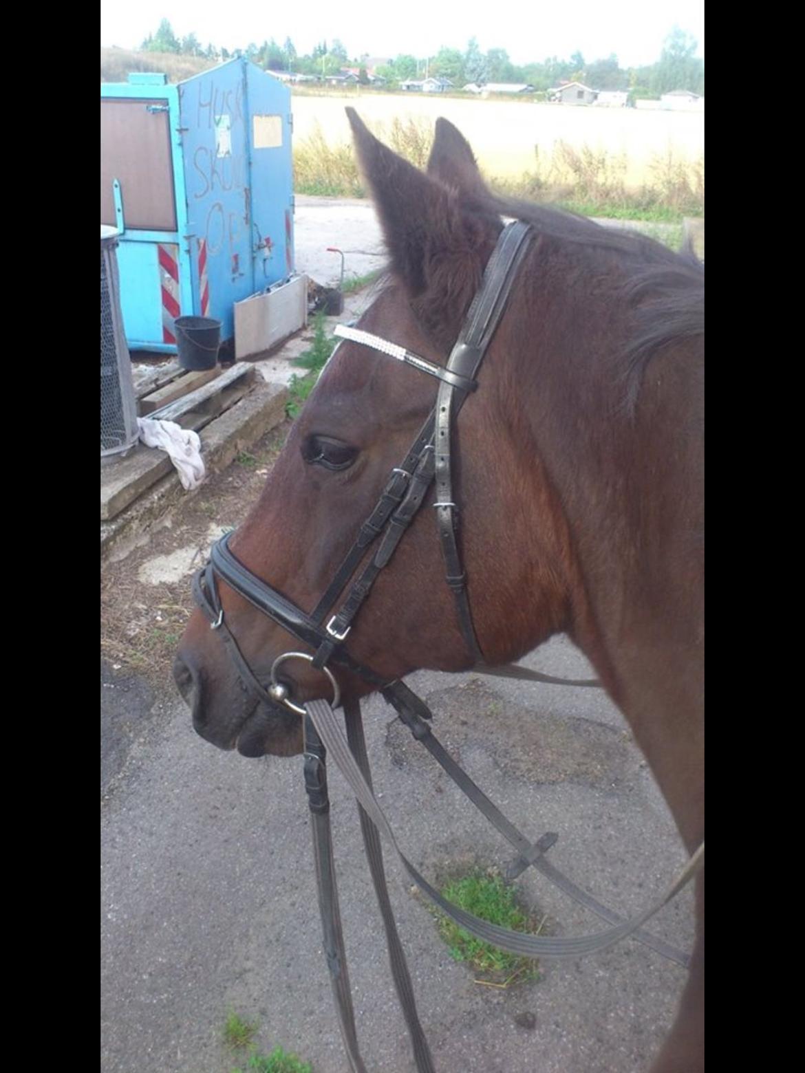 Trakehner Leonhard ( bamse ) billede 20