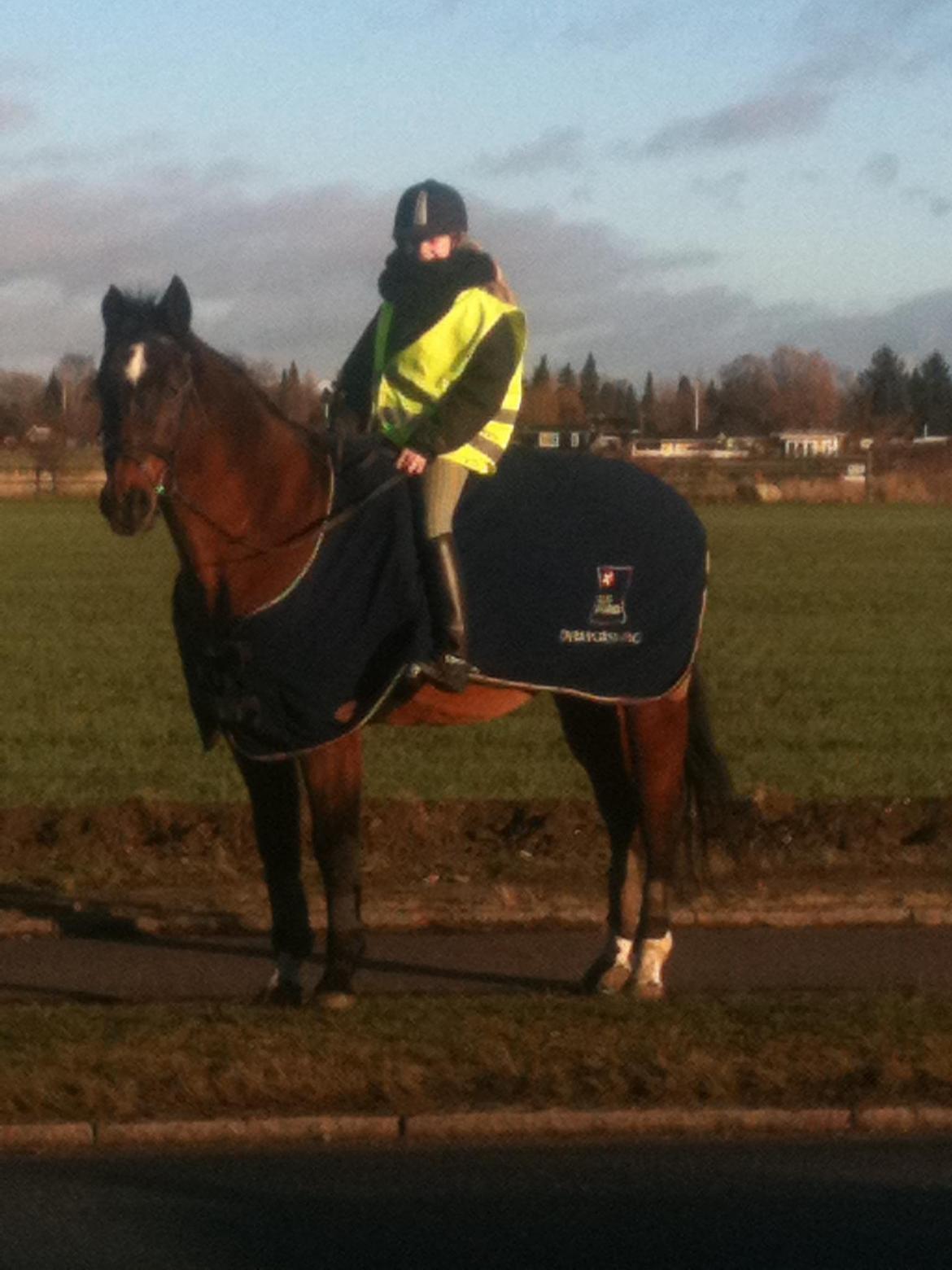 Trakehner Leonhard ( bamse ) billede 22