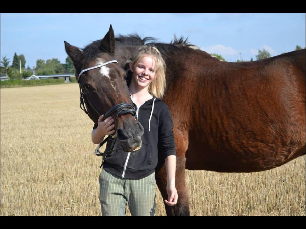 Trakehner Leonhard ( bamse ) billede 23