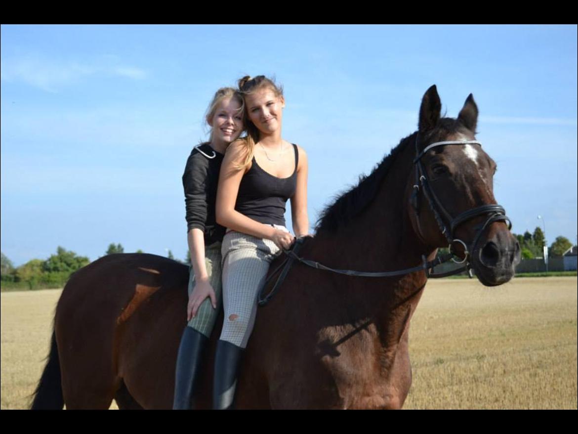 Trakehner Leonhard ( bamse ) billede 24