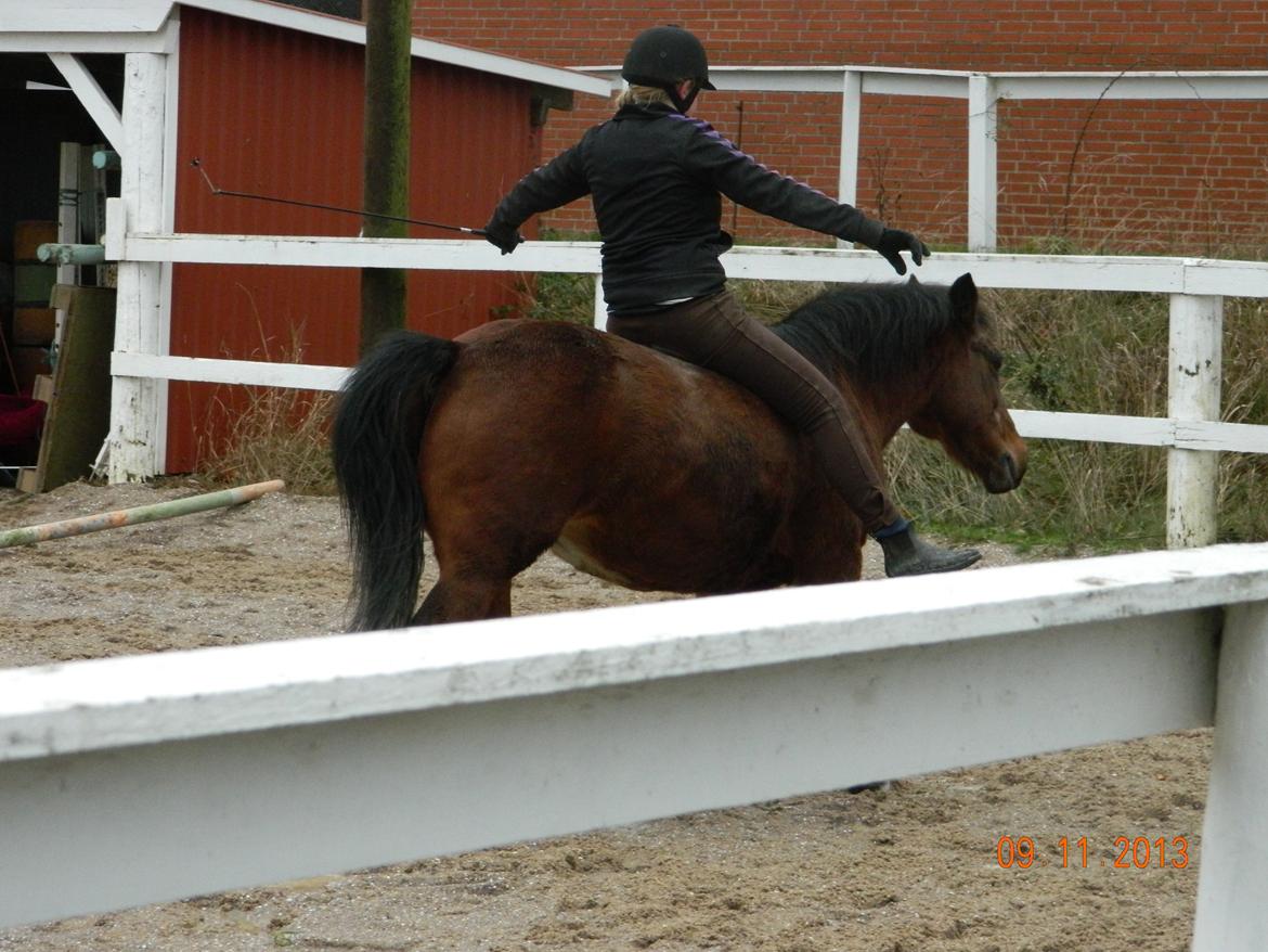 New Forest Cayenne  - Stoler på dig mere end alle andre<3<3 billede 18