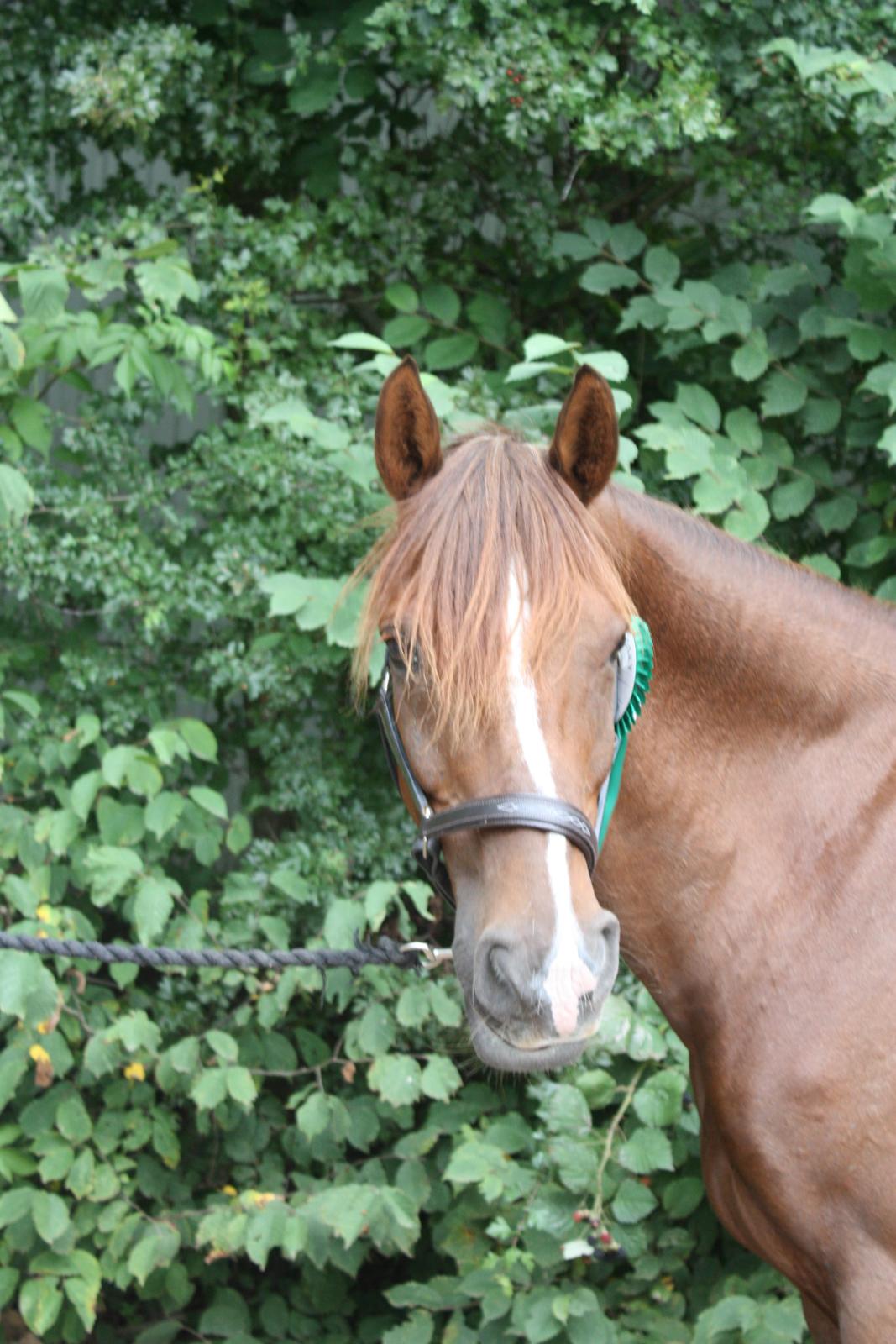 Anden særlig race Sir Ivanhoe - velkommen til Ivans profil<3 billede 1