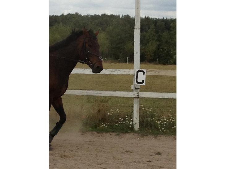 {{currentPhoto.altText}} billede {{currentPhoto.number}}