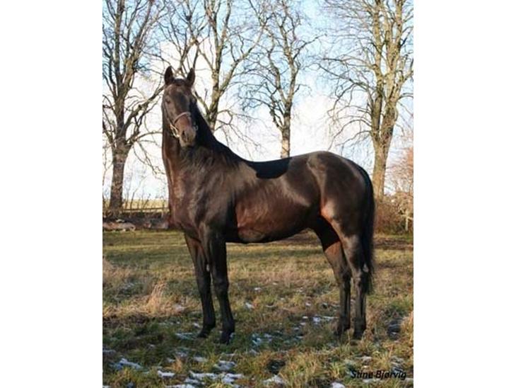 {{currentPhoto.altText}} billede {{currentPhoto.number}}