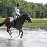 Hollandsk Varmblod Zegert
