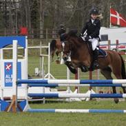 Welsh Cob (sec D) Rughavens Chivas