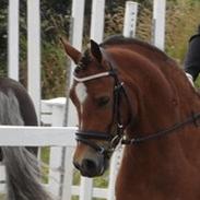 Welsh Cob (sec D) Rughavens Chivas