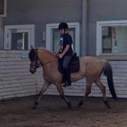 Anden særlig race Mille