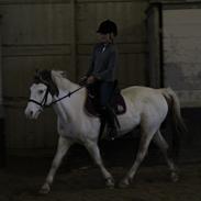 Hollandsk Sportspony Angel