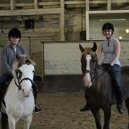 Hollandsk Sportspony Angel