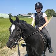 Welsh Pony (sec B) pandarosa cloe