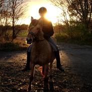 Anden særlig race Mille