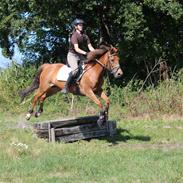 New Forest Flying Red Chili
