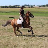 New Forest Flying Red Chili