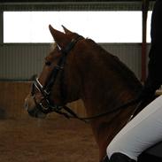 New Forest Flying Red Chili