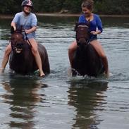 Connemara Pegasus - Hot and Sweet