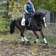 Anden særlig race Celine