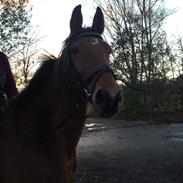 Anden særlig race Cindy