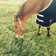 Anden særlig race Cindy