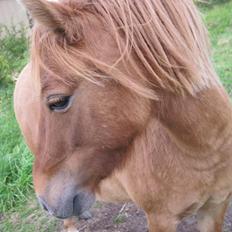 Anden særlig race Beauty