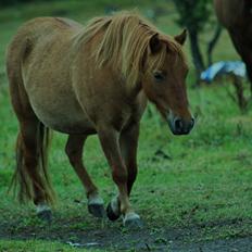 Anden særlig race Beauty