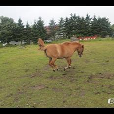 Anden særlig race Beauty